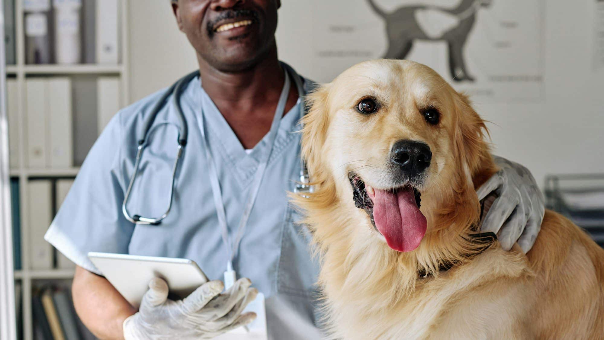 Veterinarian with domestic dog at clinic