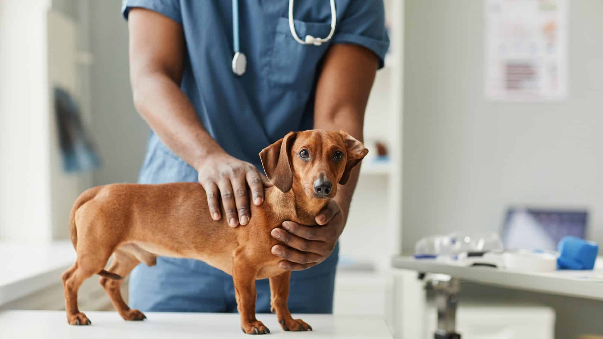 Hands of African-American male veterinarian touching dachshund