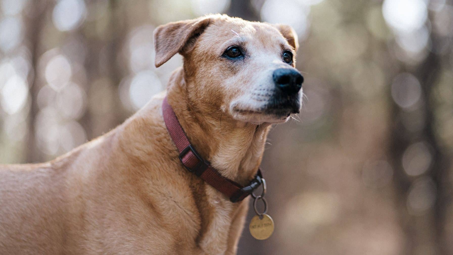 Close-up of a dog with a collar standing in a forest with a blurred background.