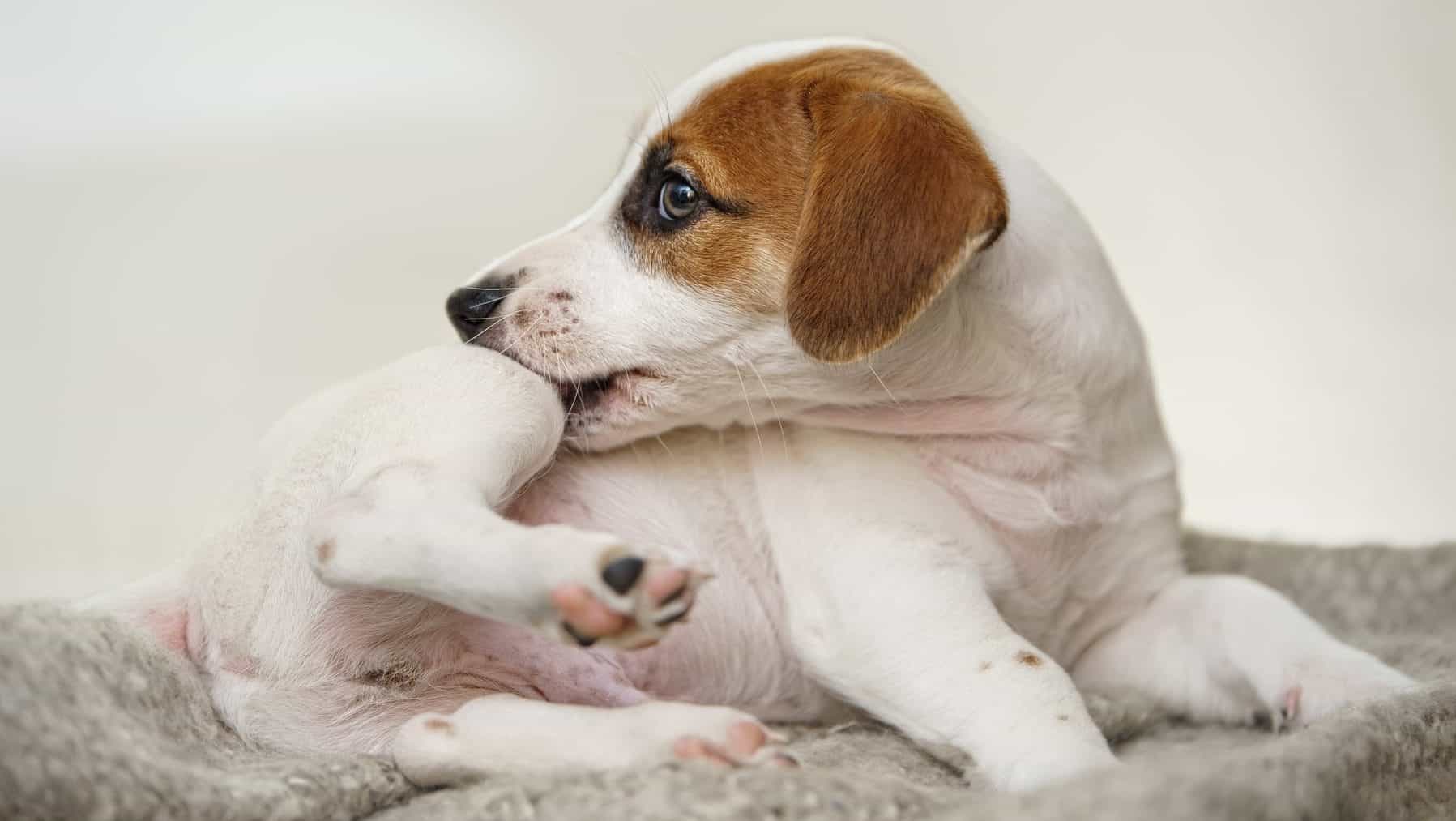 Puppy with scratching himself and bite fleas.