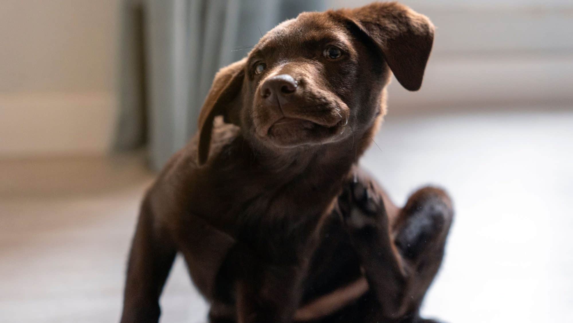 small labrador retriever puppy hound fights itching by scratching with his paw