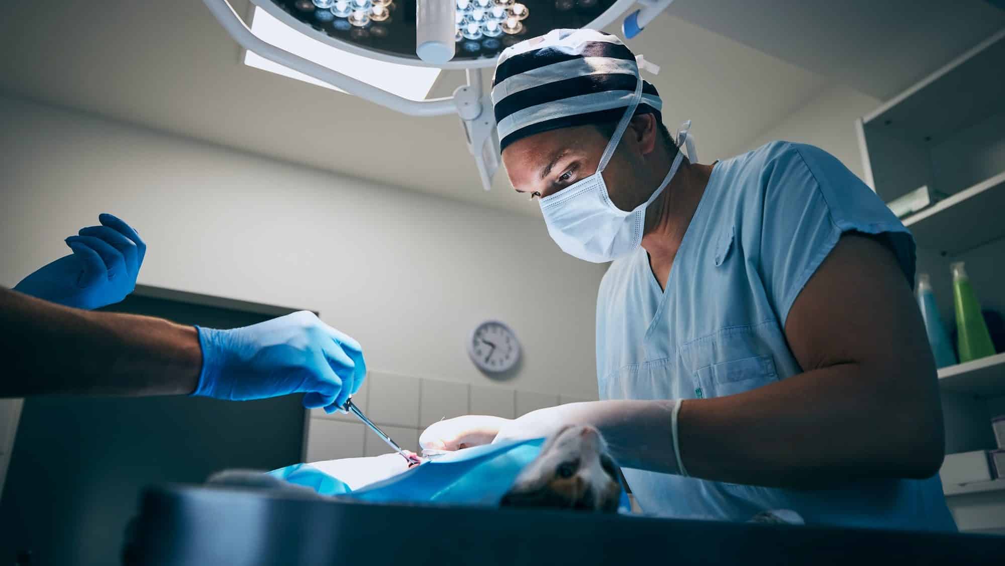 Surgery at animal hospital